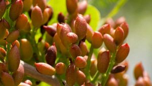 Adotta un pistacchio, l'idea di due pasticceri siciliani