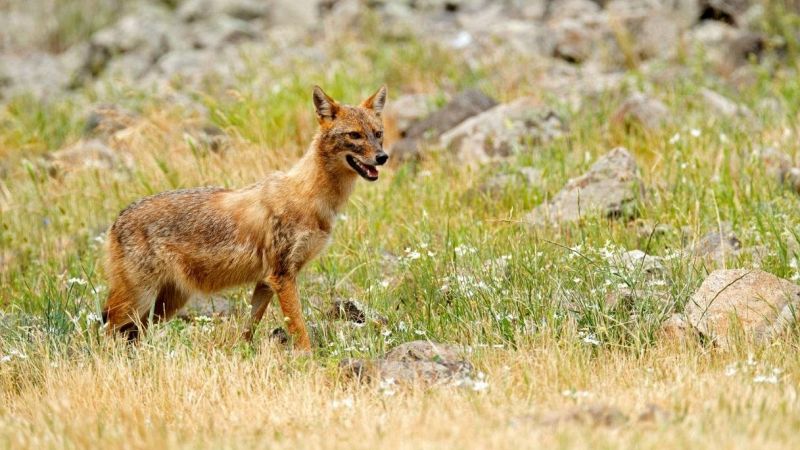 Piemonte, avvistato uno sciacallo dorato nel Parco del Po