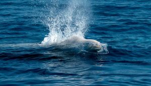 Zifi in Sardegna: avvistamento molto raro