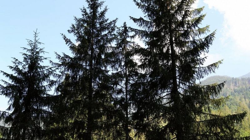 Alberi Trentino