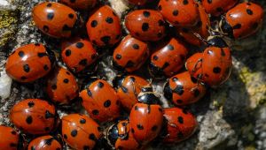Roma, 4mila coccinelle per salvare i pini di Villa Leopardi