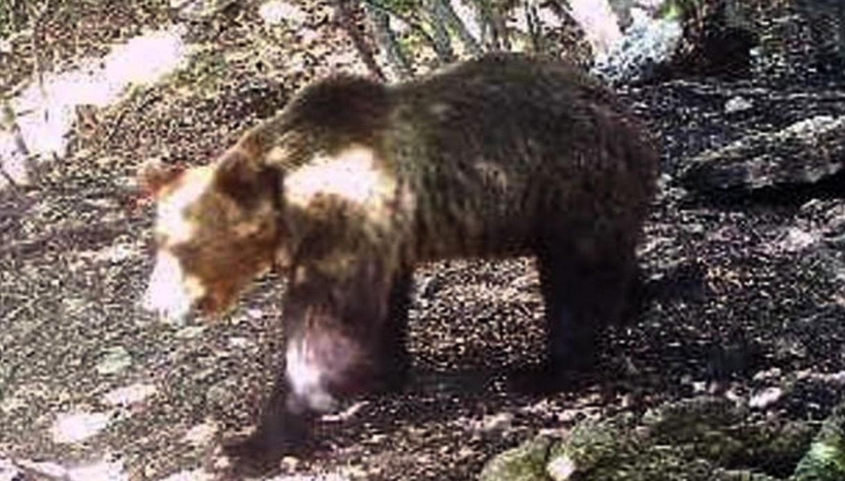 Trentino, catturato l'orso M49