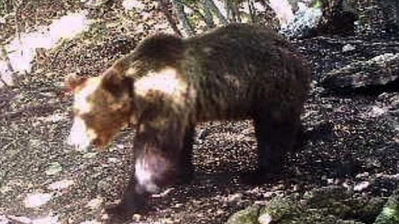 Trentino, catturato l'orso M49