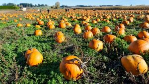 Villaggio delle Zucche, il Pumpkin Patch a San Martino Siccomario