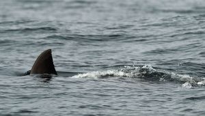 Venezia, donna attaccata da uno squalo al Lido: il suo racconto