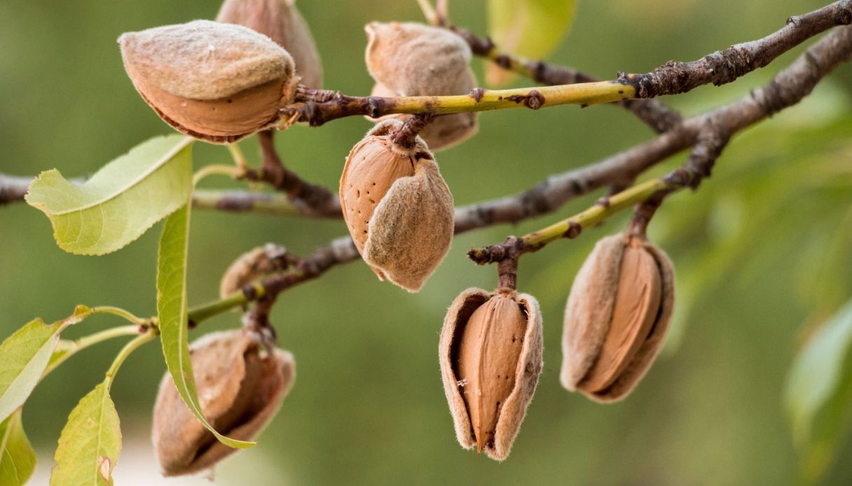 Adotta un mandorlo: il progetto per salvare la biodiversità