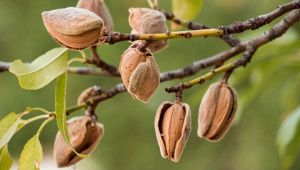 Adotta un mandorlo: il progetto per salvare la biodiversità
