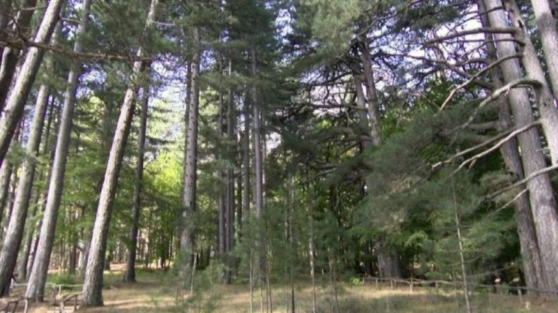 I Giganti della Sila: il bosco con gli alberi alti come palazzi
