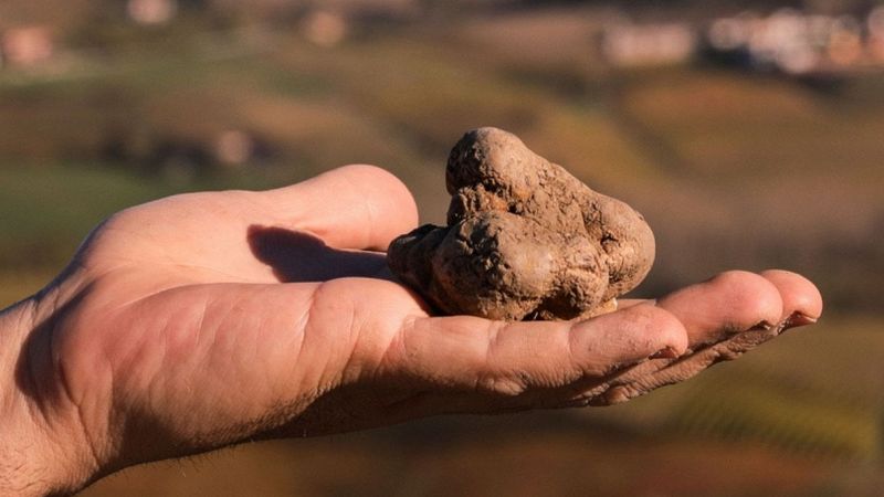 Dove mangiare e comprare i migliori tartufi d'Italia