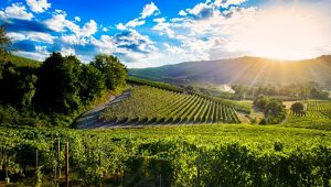 Strada del Barolo