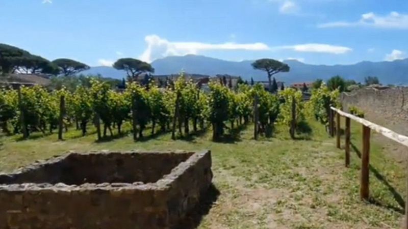 Agli scavi di Pompei riparte la vendemmia "dei misteri"