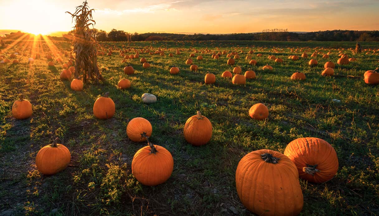 Pumpkin Patch, i campi di zucche di Halloween in Italia