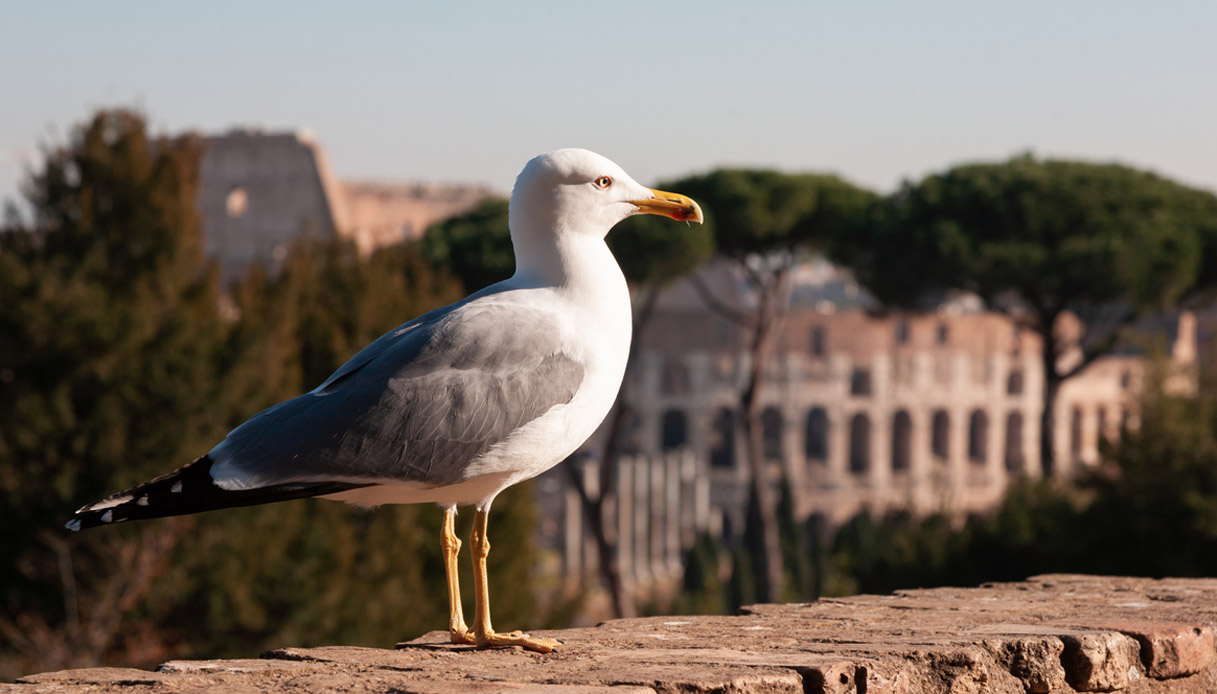 Il gabbiano Emilio viaggia per 750 km per far ritorno al Colosseo