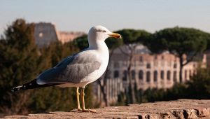 Il gabbiano Emilio viaggia per 750 km per far ritorno al Colosseo