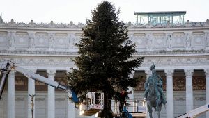 Roma, riecco Spelacchio: l'albero di Natale più famoso al mondo