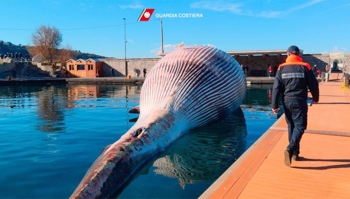 Balena gigante trovata a Sorrento