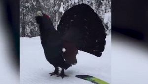 Gallo cedrone