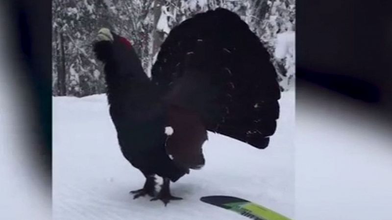 Gallo cedrone