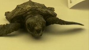 baby tartaruga Ostia