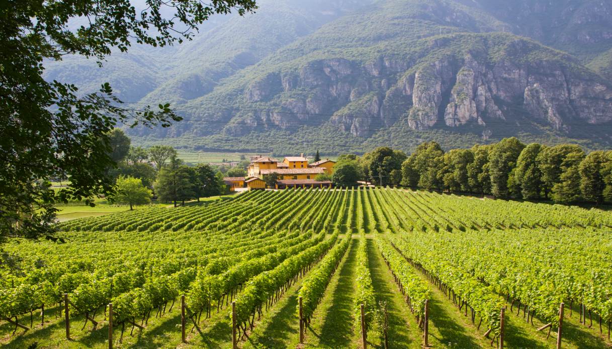 Trentino, Regione del vino
