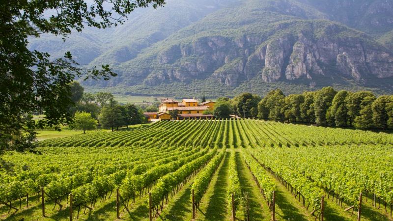 Trentino, Regione del vino