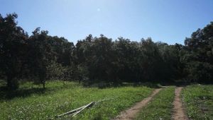 Birribaida
