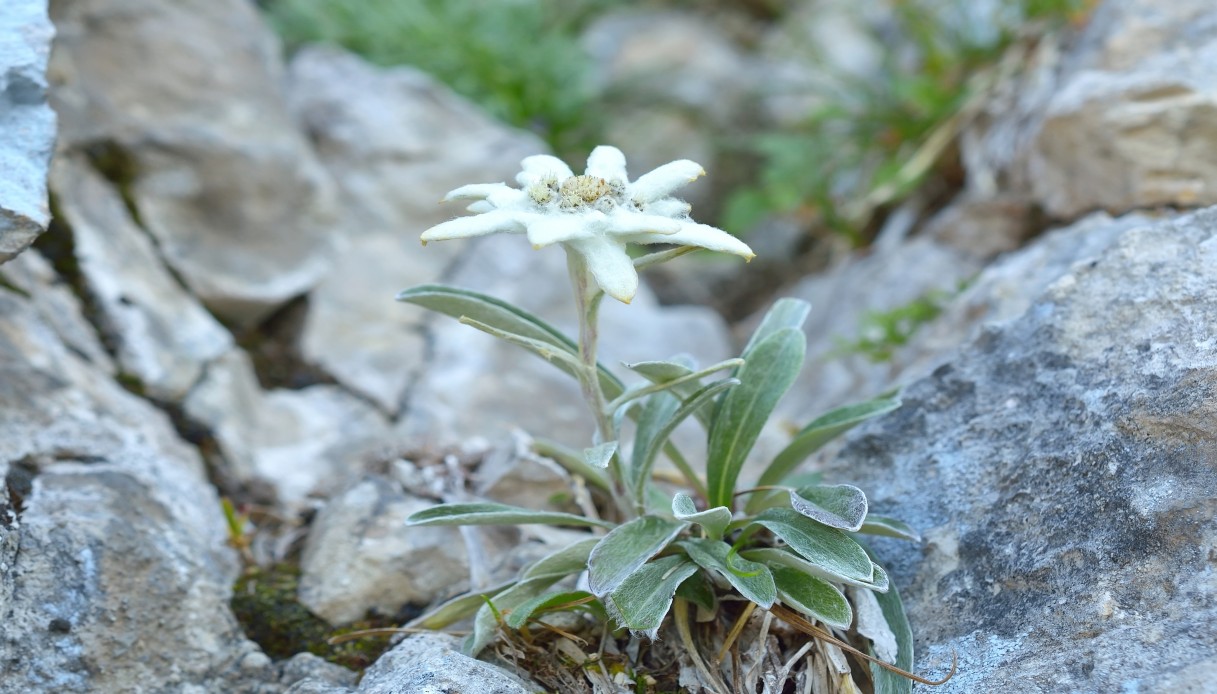 Estinzione fiori sulle Alpi