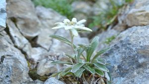 Estinzione fiori sulle Alpi
