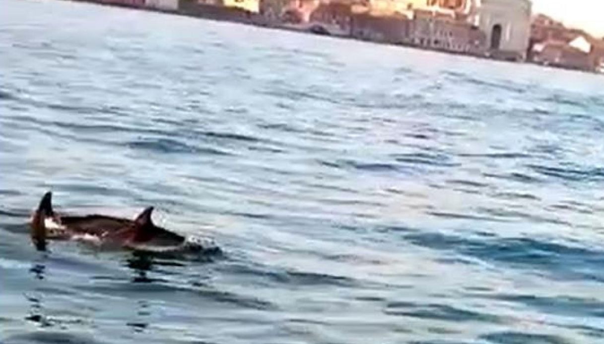 Due Delfini Avvistati In Canal Grande A Venezia Le Immagini