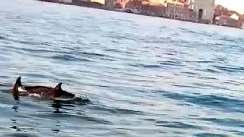 Delfini Venezia