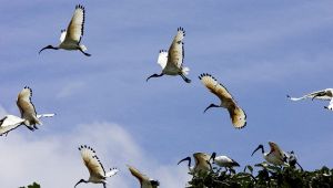 Ibis sacro del Nilo