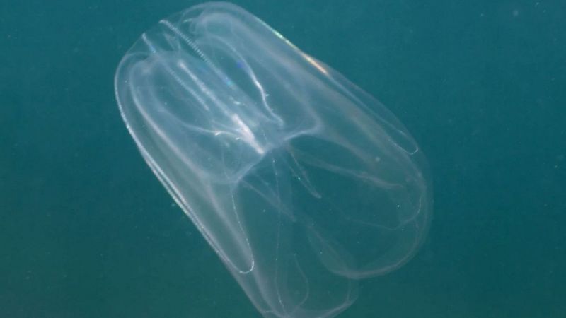 Noce di mare