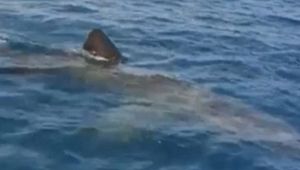 Squalo avvistato nel Salento