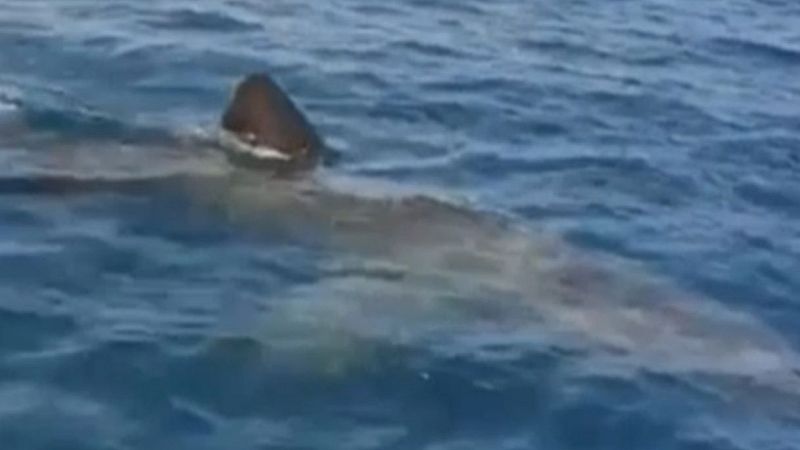 Squalo avvistato nel Salento