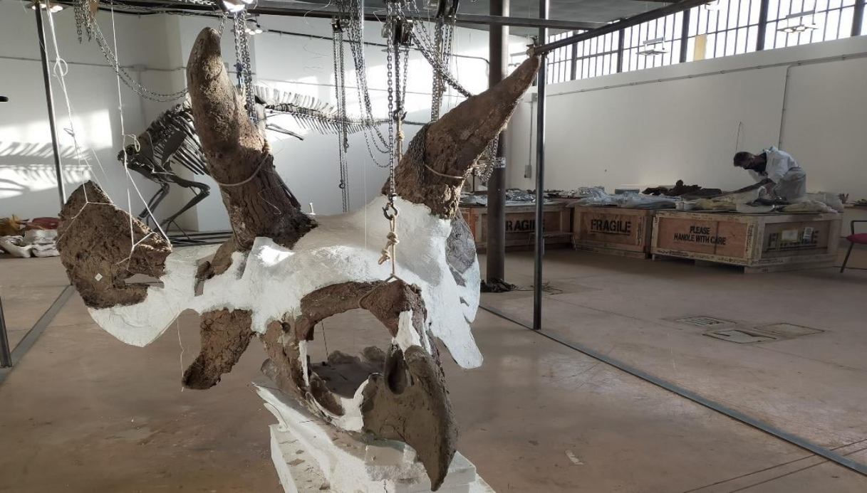 triceratopo più grande al mondo