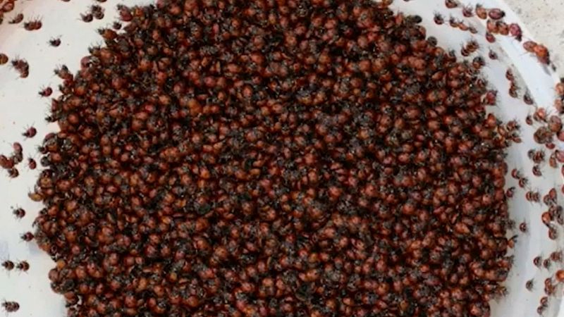 Coccinelle in Molise