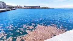 meduse giganti della Tasmania