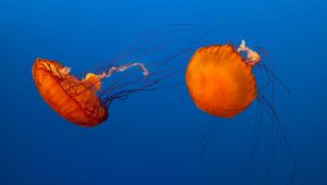 Meduse