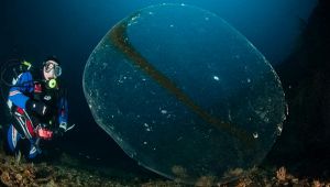 Sfera gelatinosa a Punta Campanella