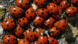 Coccinelle