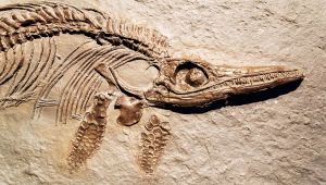 Fossile ittiosauro