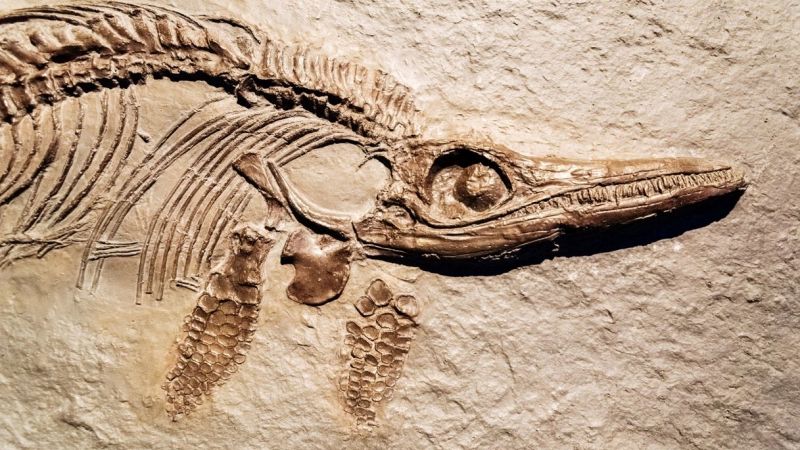 Fossile ittiosauro