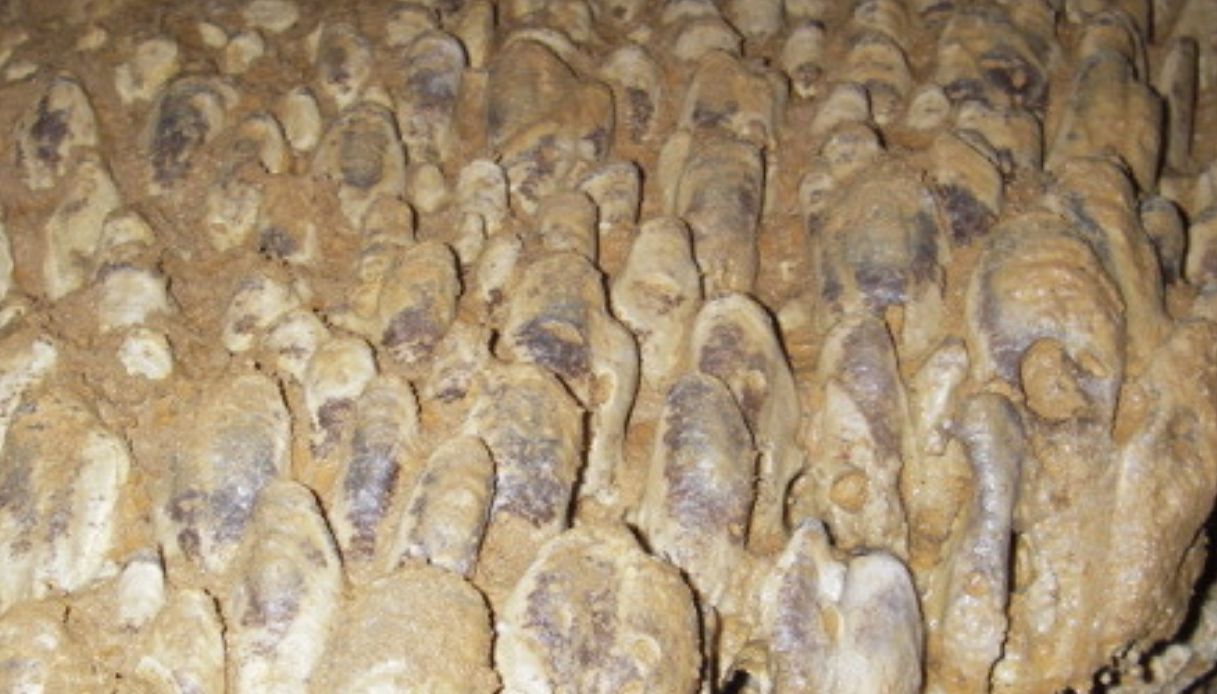Cozze fossili Monte Arera
