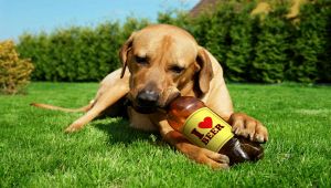 Birra per cani