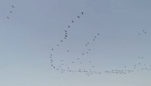 Fenicotteri Cagliari