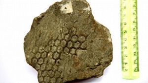 Scoperta italiana: le pagine "Facebook" dei vermi abissali