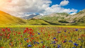 La Fioritura a Castelluccio di Norcia