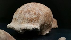 Grotta Guattari