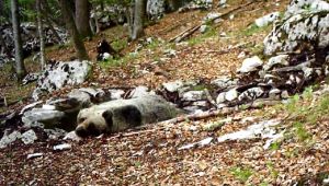 Orso