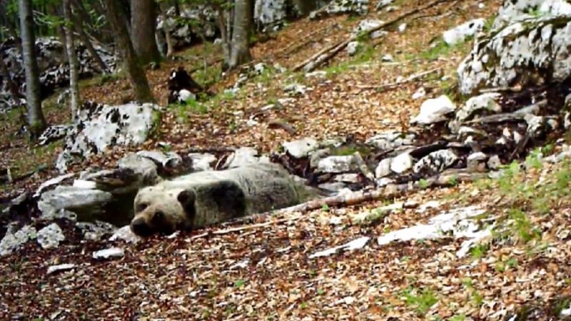 Orso